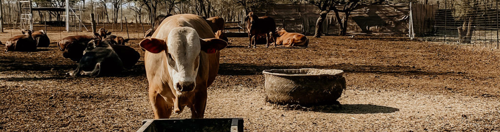 A cow surrounded by bulls in a kraal as it approaches a feeding trough.