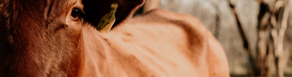 Close up of a brown farm cow with an ear tag that reads '1620'.