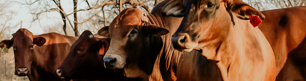 Three cows with red ear tags standing next to a cow with a yellow ear tag.