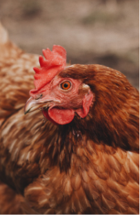 Close up of a brown farm chicken looking to the left.