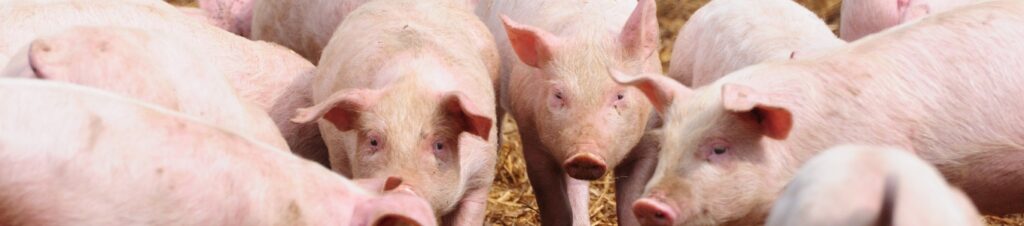 A drove of pigs grazing at a farm.